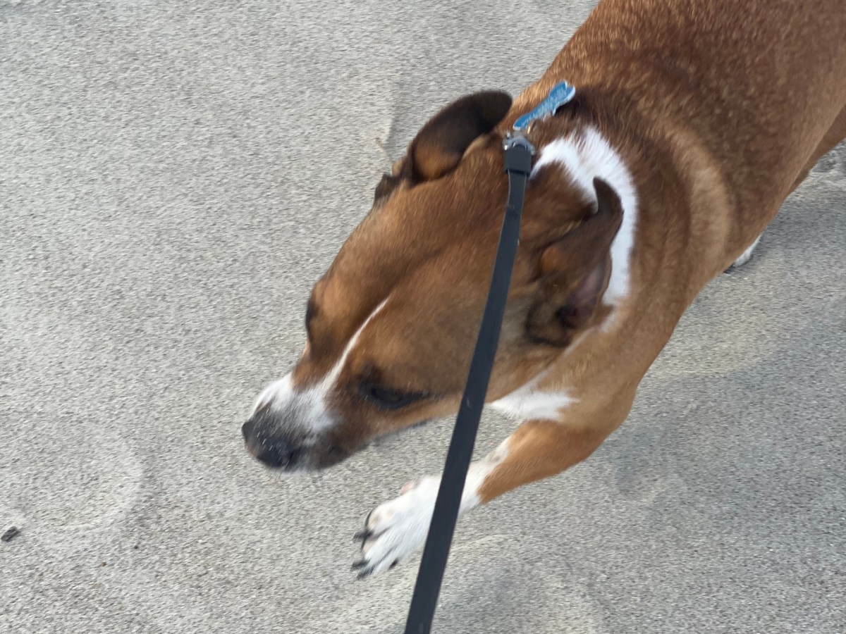 Should I Stay or Should I Go? (The&nbsp;Ocean….)